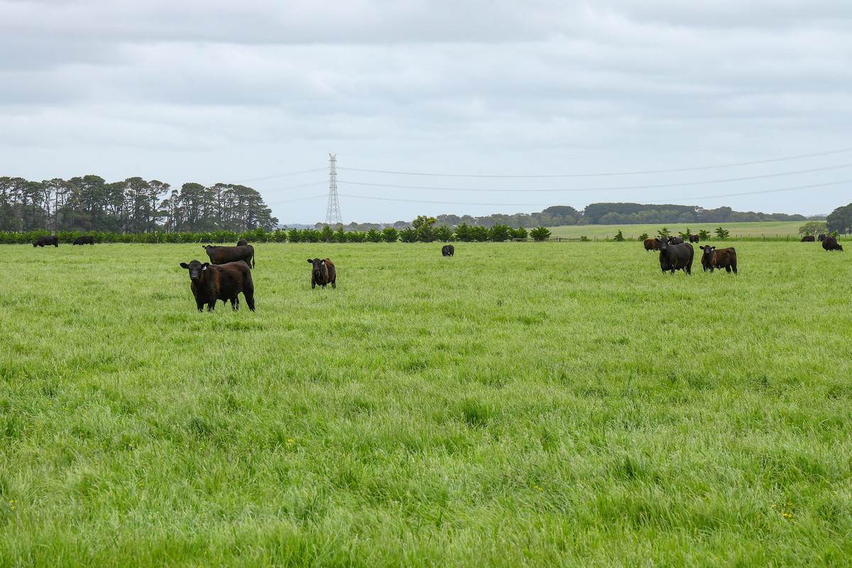'Laguna' 495 Camerons Road, Woolsthorpe For Sale by Farmbuy.com - image 27