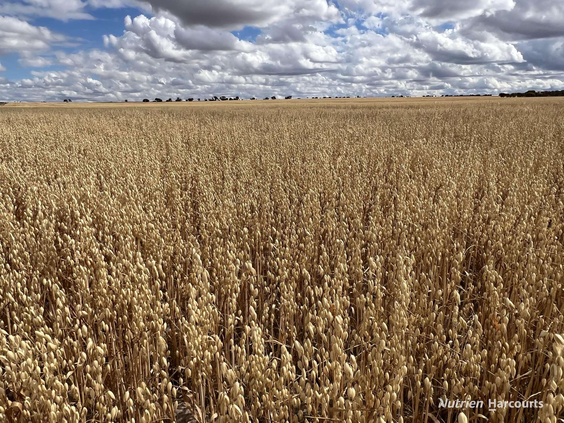 . Waitavalo Farms, Narembeen Sold by Farmbuy.com - image 17