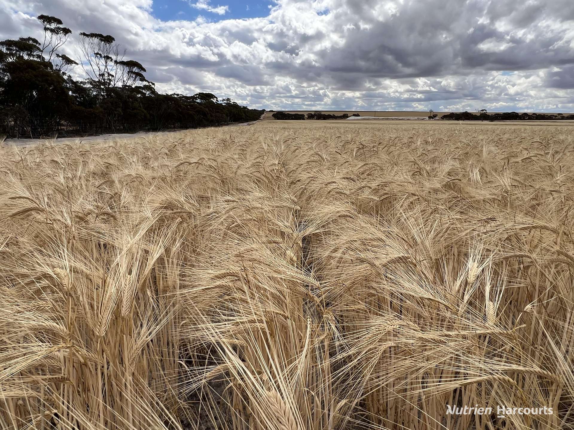 . Waitavalo Farms, Narembeen Sold by Farmbuy.com - image 12