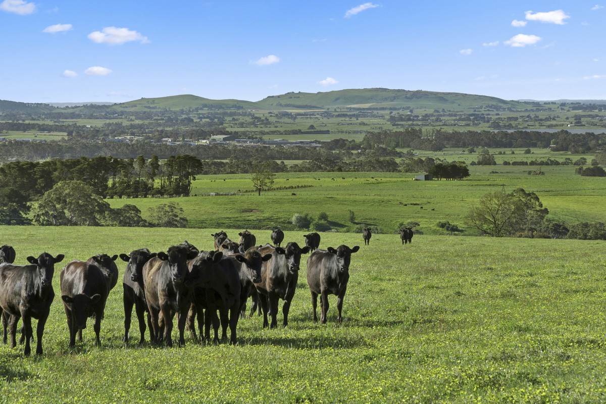 Christies Road, Elliminyt For Sale by Farmbuy.com - image 8