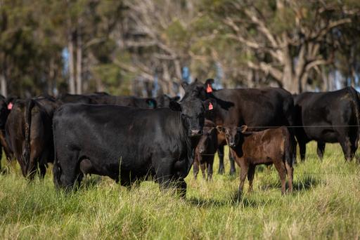 Farm Sold - NSW - Dundee - 2370 - Killarney, Dundee, New England Region NSW 