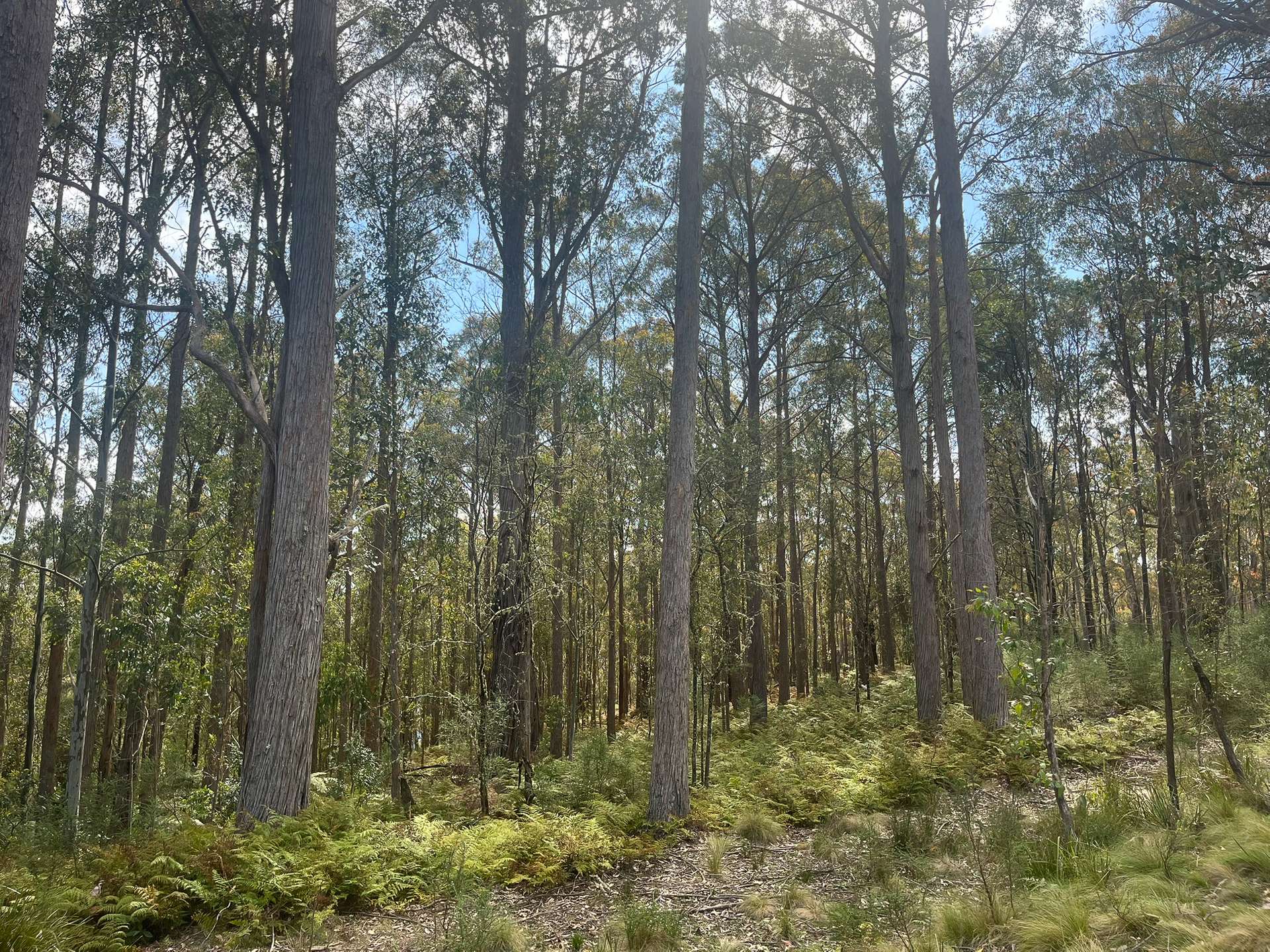 638 Tops Road, Nowendoc For Sale by Farmbuy.com - image 13