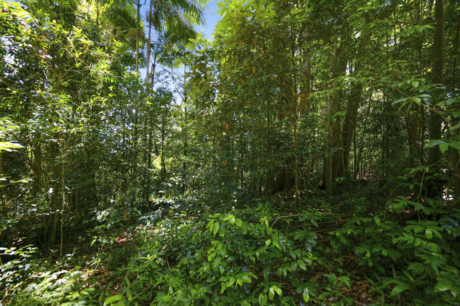 Lot 3, 1968 Mount Glorious Road, Mount Glorious For Sale by Farmbuy.com - image 4