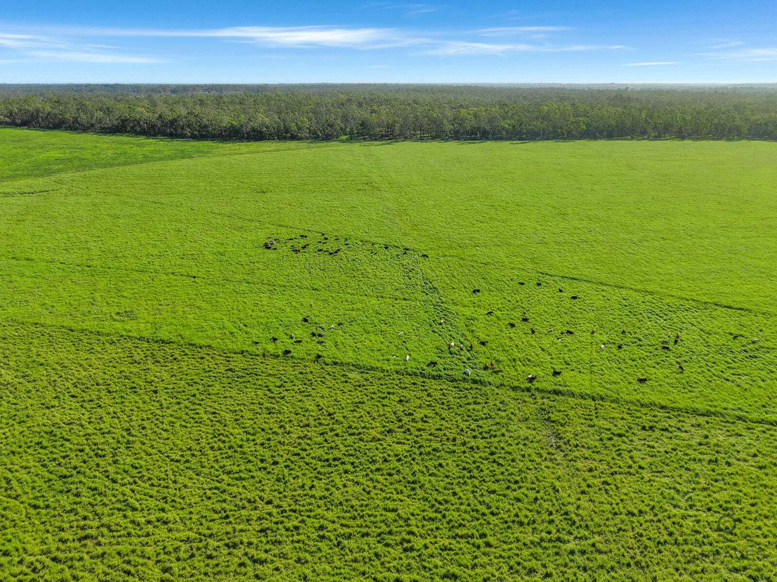 Bucca For Sale by Farmbuy.com - image 33