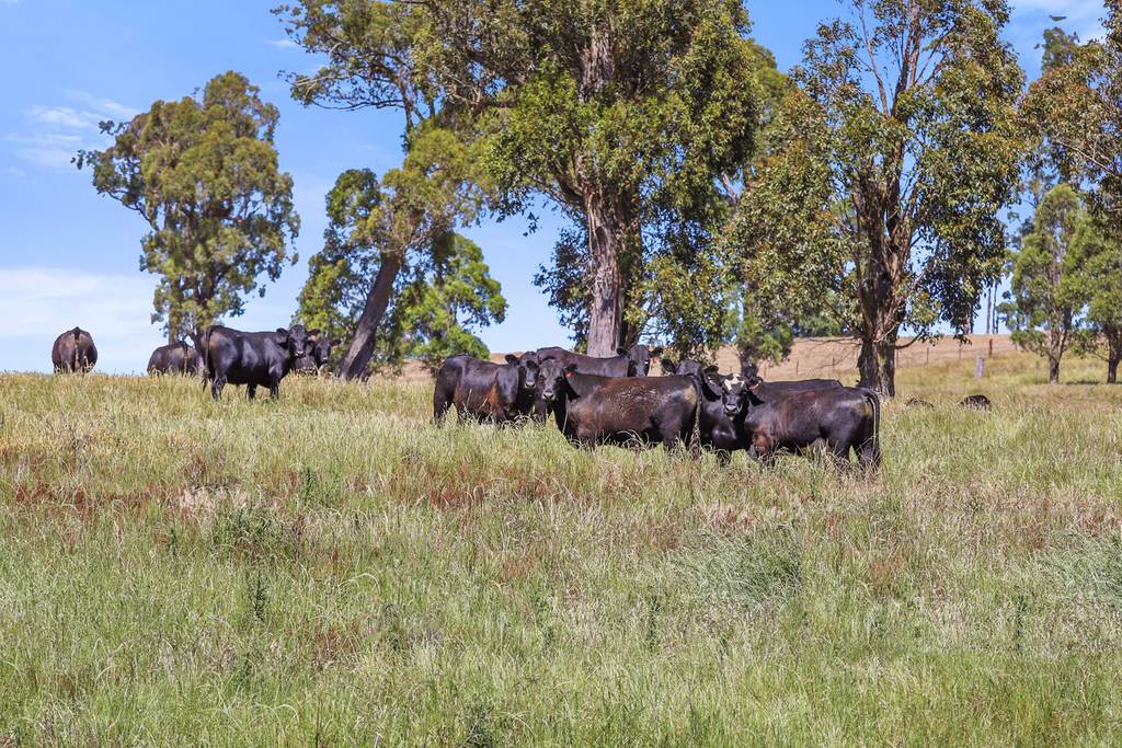 "Arawa" 2388 Campfire Road, Walcha NSW 2354