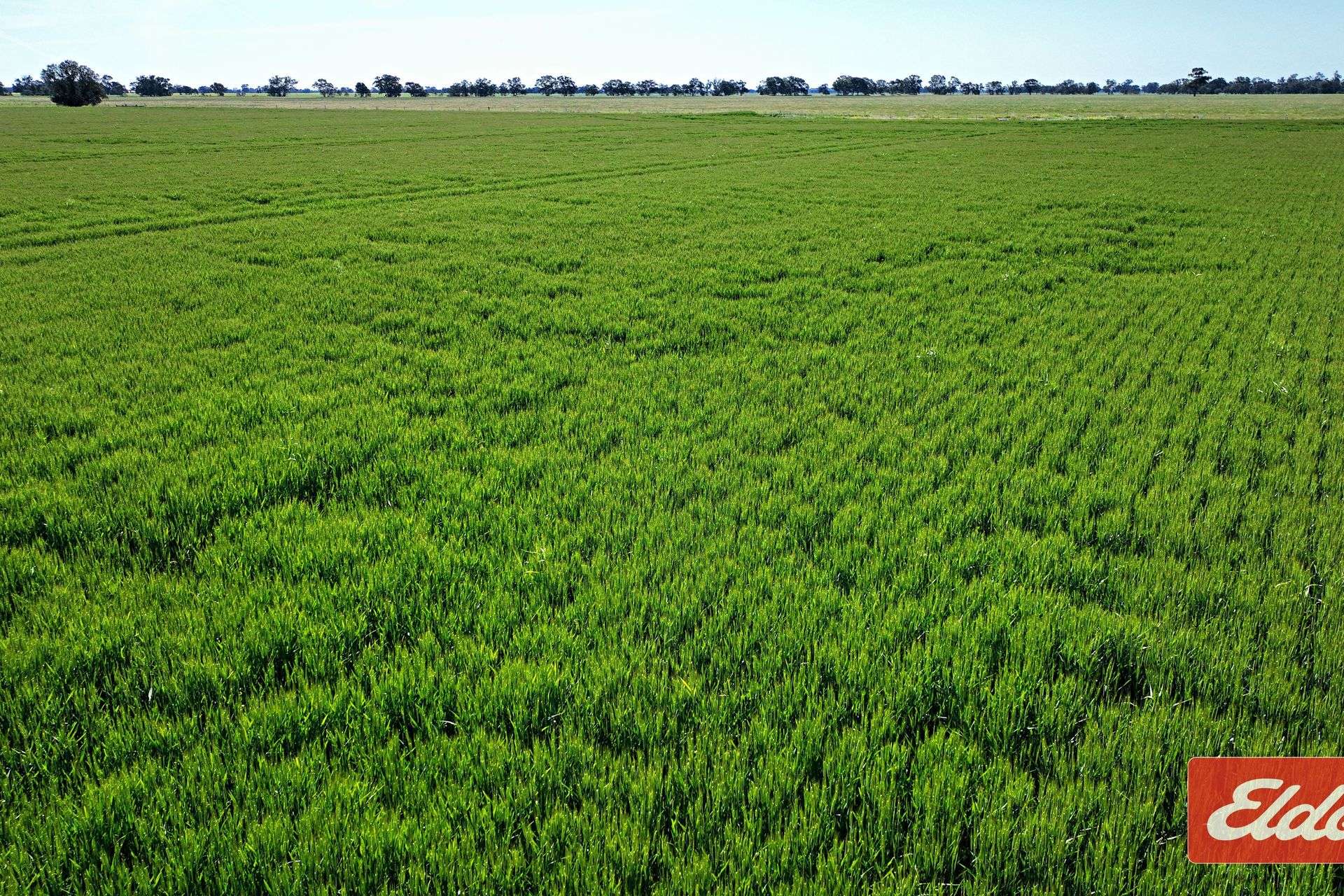 'Spring Grove' 298 Yarrawalla West Road, Yarrawalla For Sale by Farmbuy.com - image 15