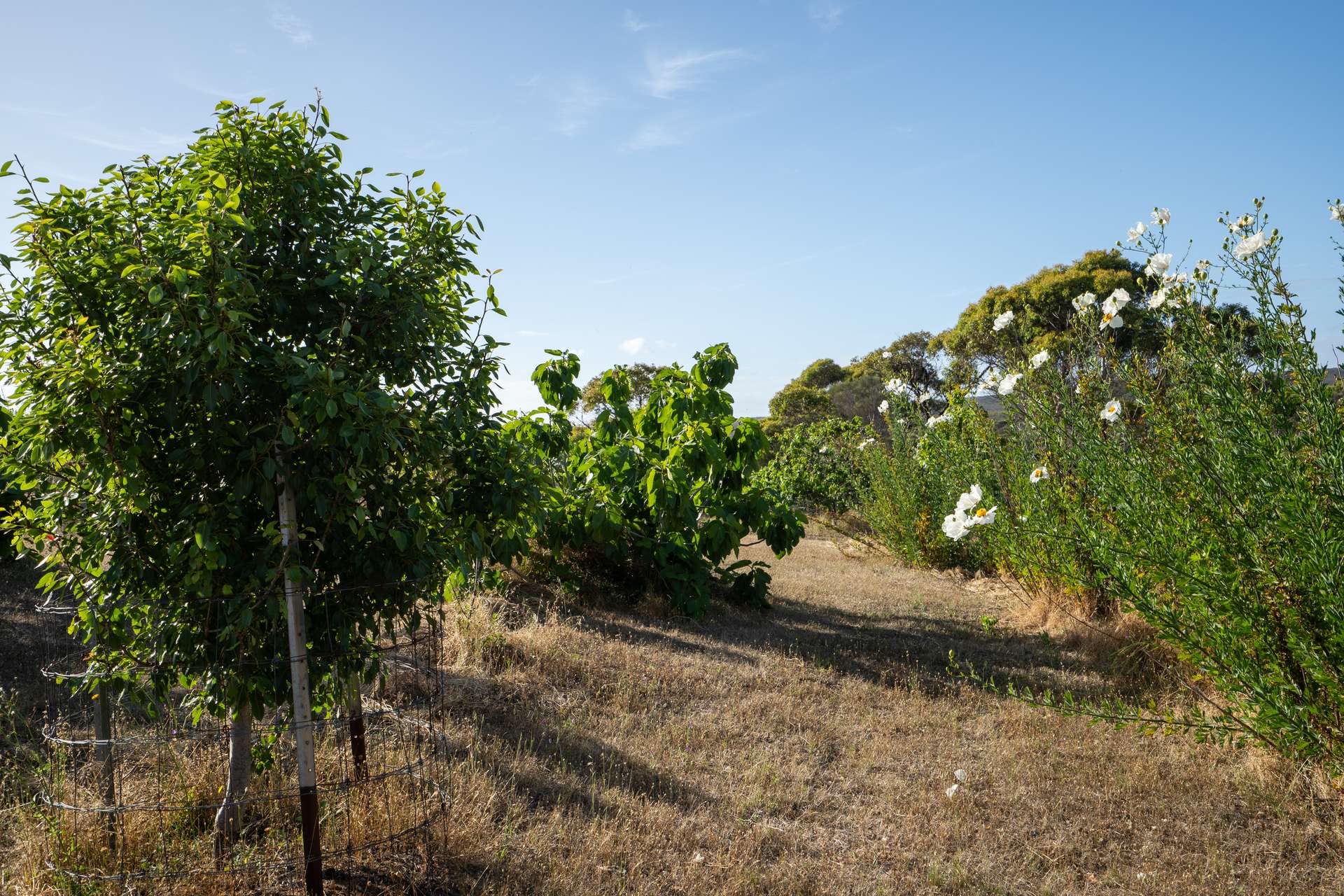Lot 203/36195 South Coast Highway, Boxwood Hill Sold by Farmbuy.com - image 14