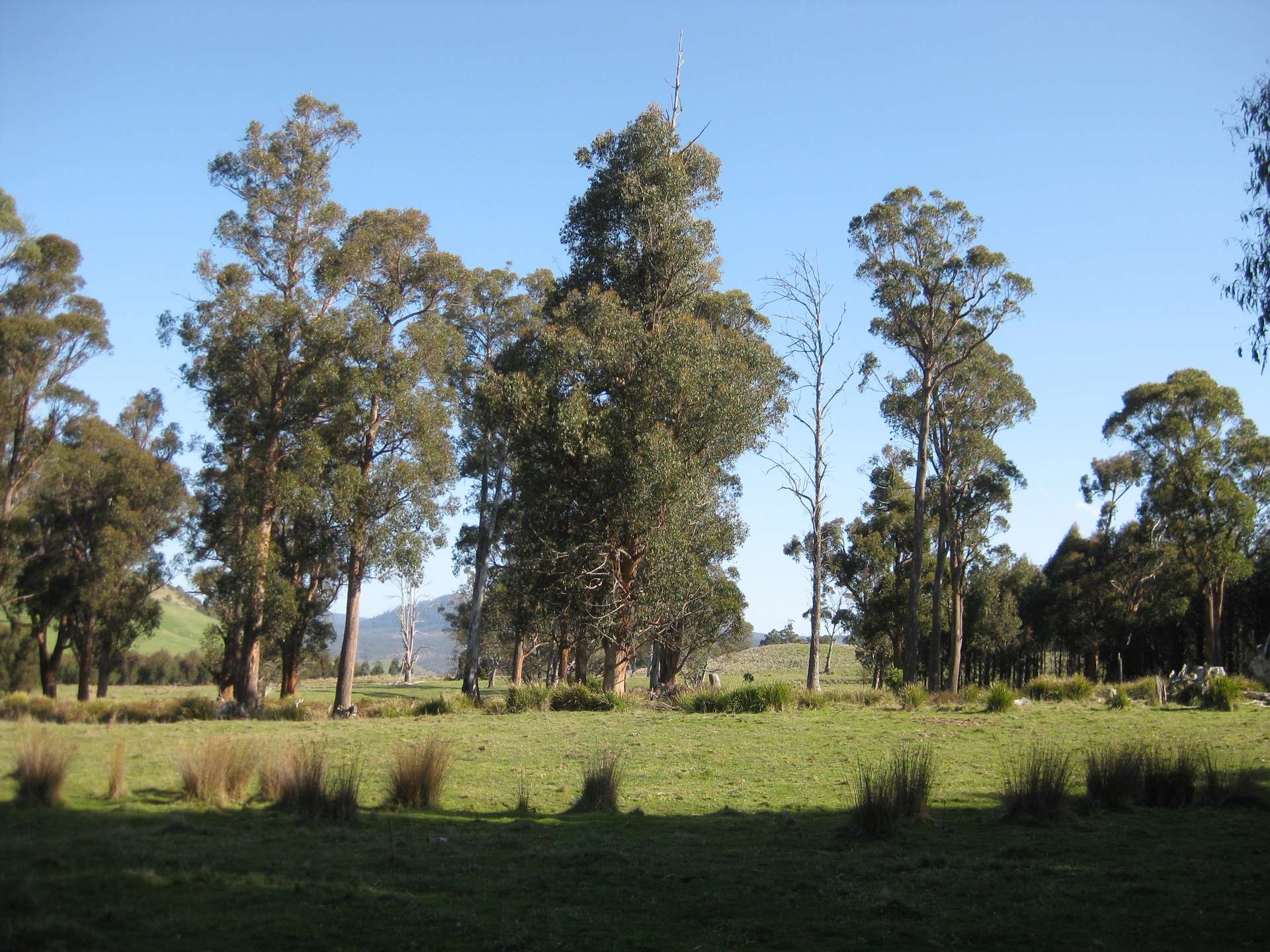 8415 Lyell Highway, Ouse For Sale by Farmbuy.com - image 9