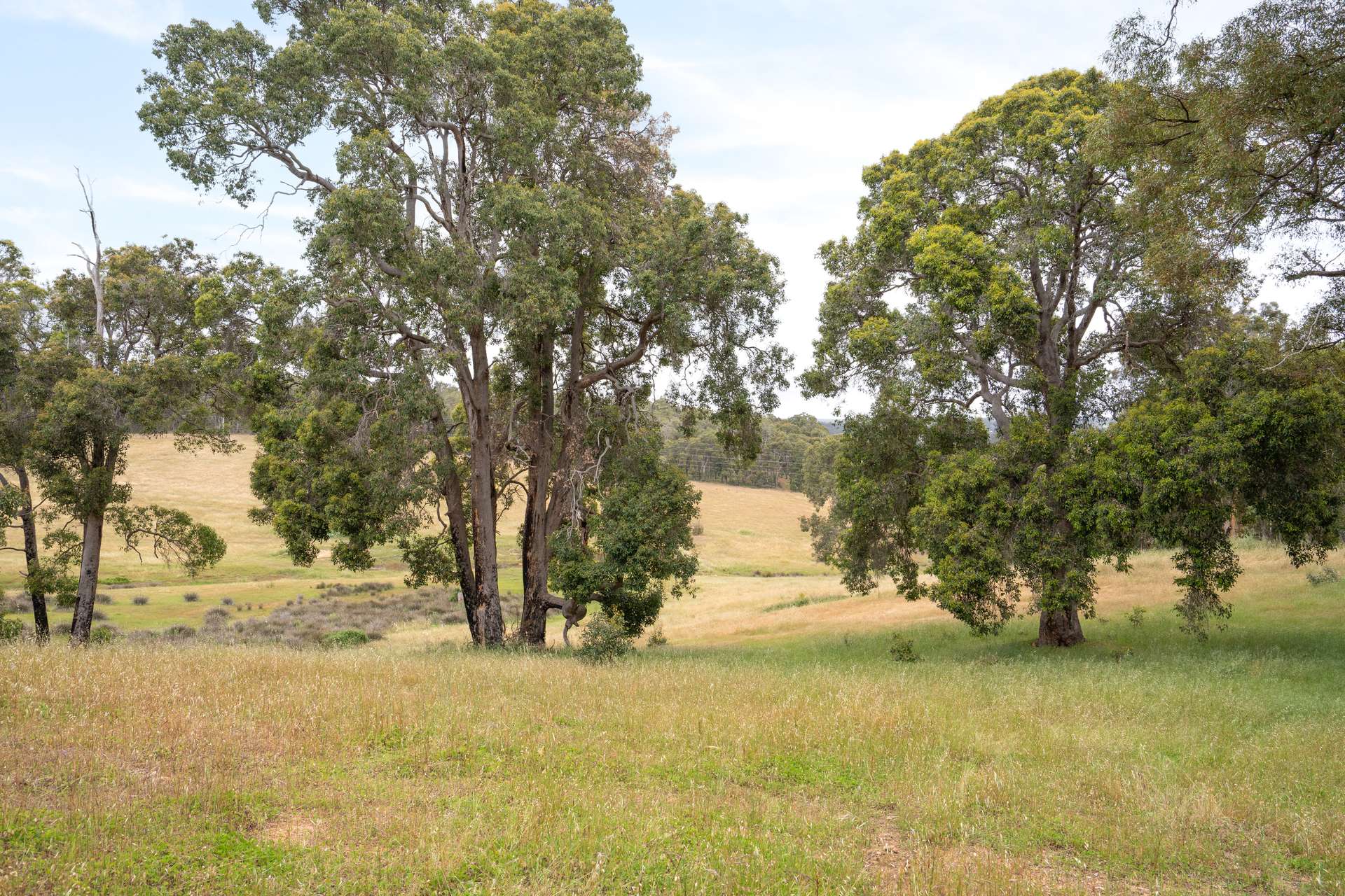 Proposed Lot 1 Mccorkindale Road, Bridgetown Sold by Farmbuy.com - image 5
