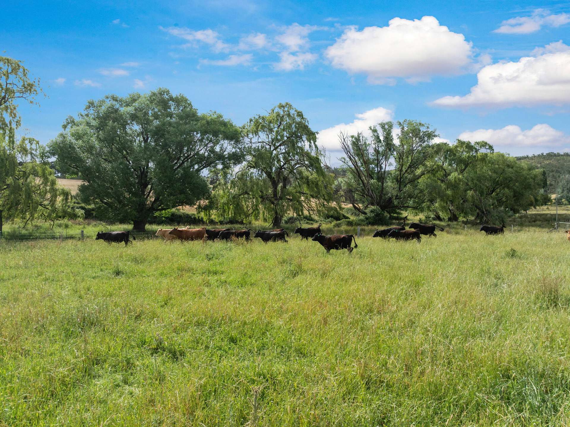 2025 Rugby Road, Frogmore Via, Boorowa For Sale by Farmbuy.com - image 20