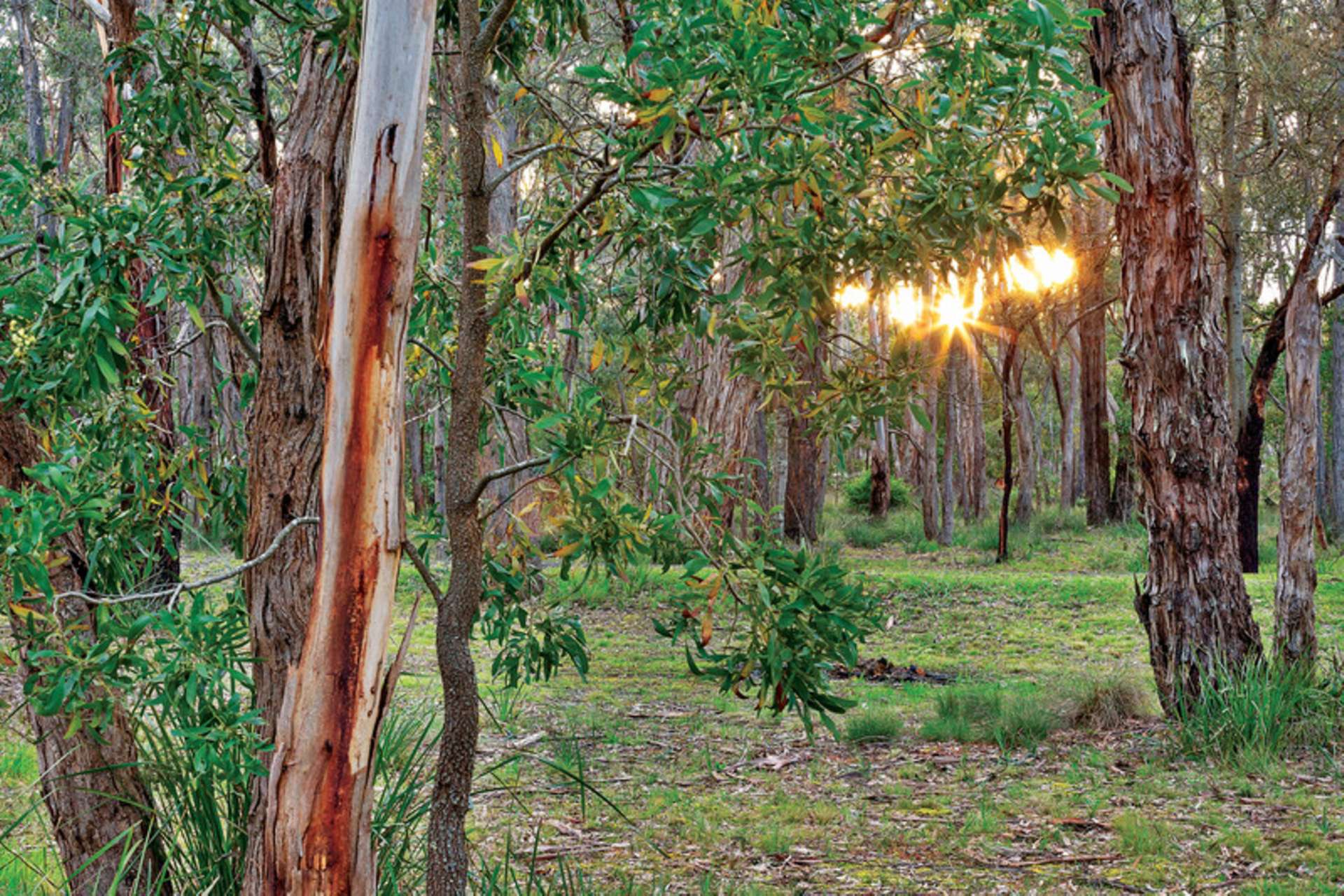 45 Stonier Road, Ross Creek For Sale by Farmbuy.com - image 19