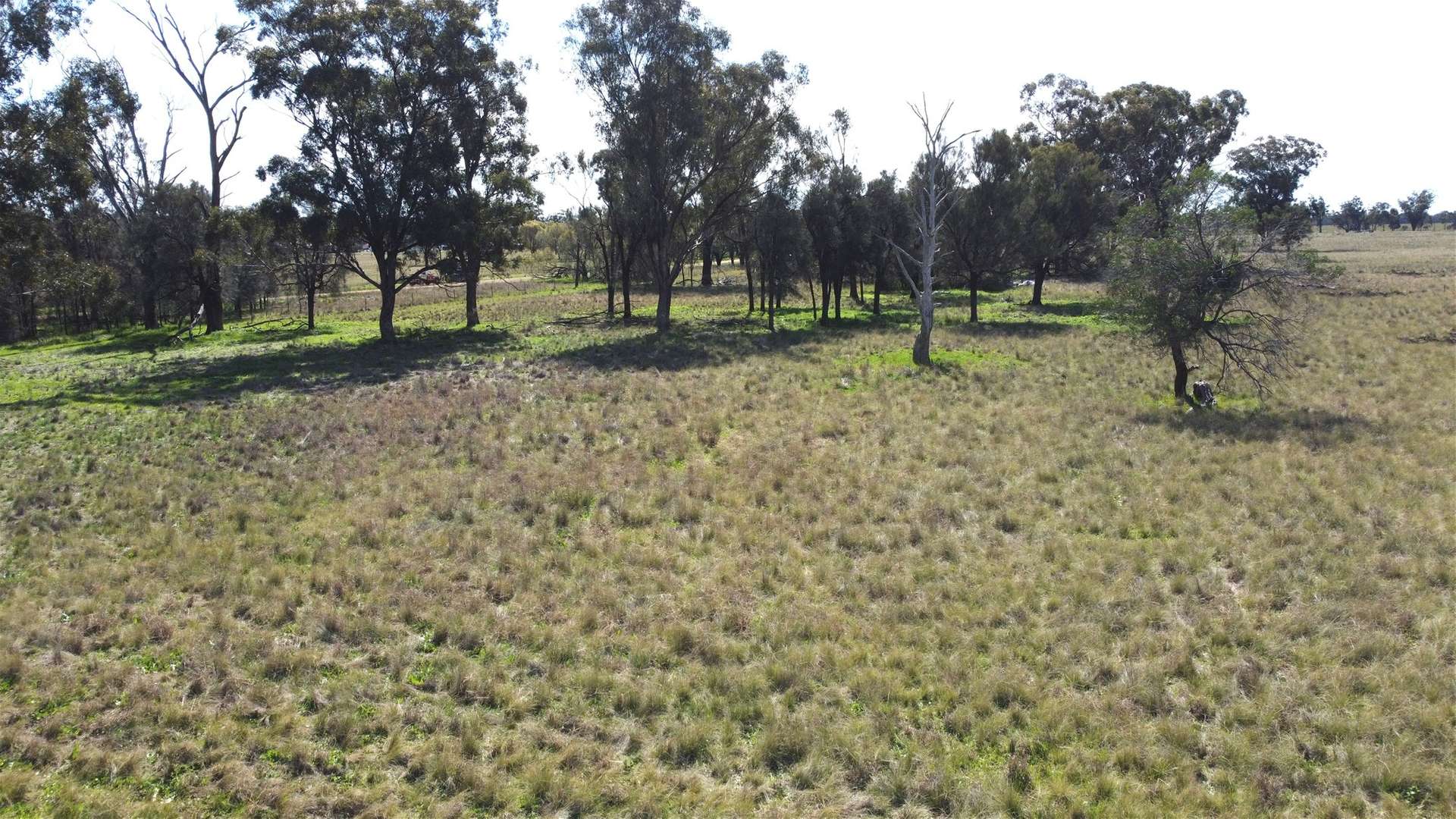 Lot 1 Roseholm Road, Peak Hill For Sale by Farmbuy.com - image 6