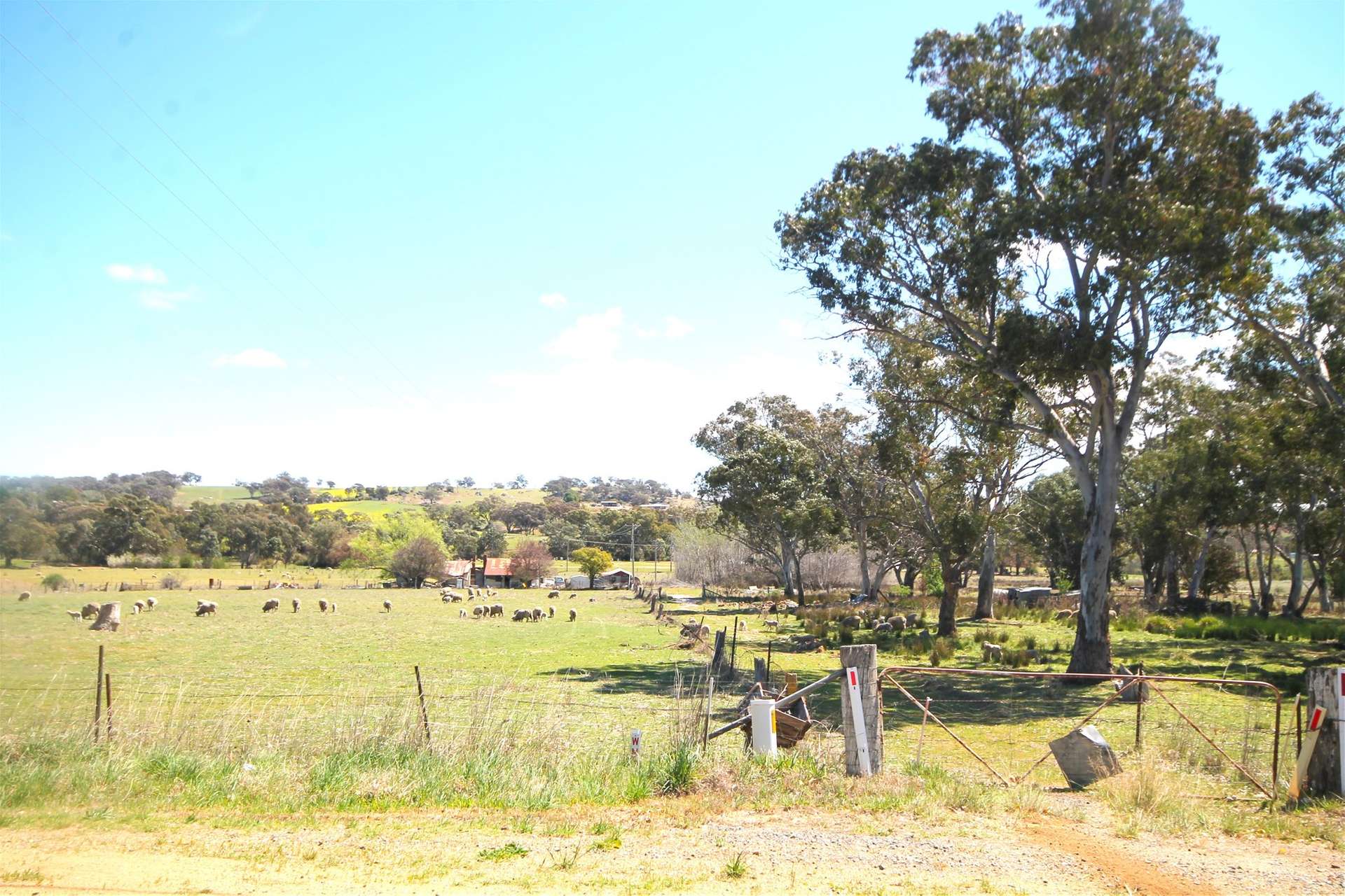 Young For Sale by Farmbuy.com - image 3