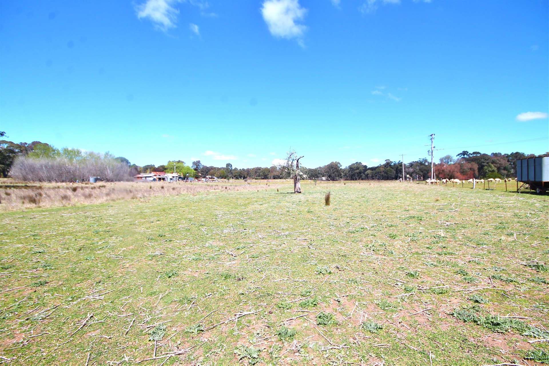 Young For Sale by Farmbuy.com - image 4