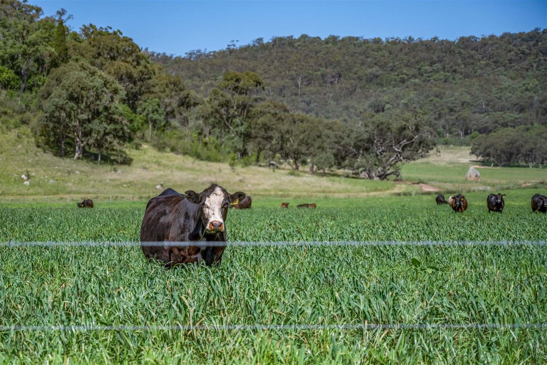 Yarrawa For Sale by Farmbuy.com - image 7