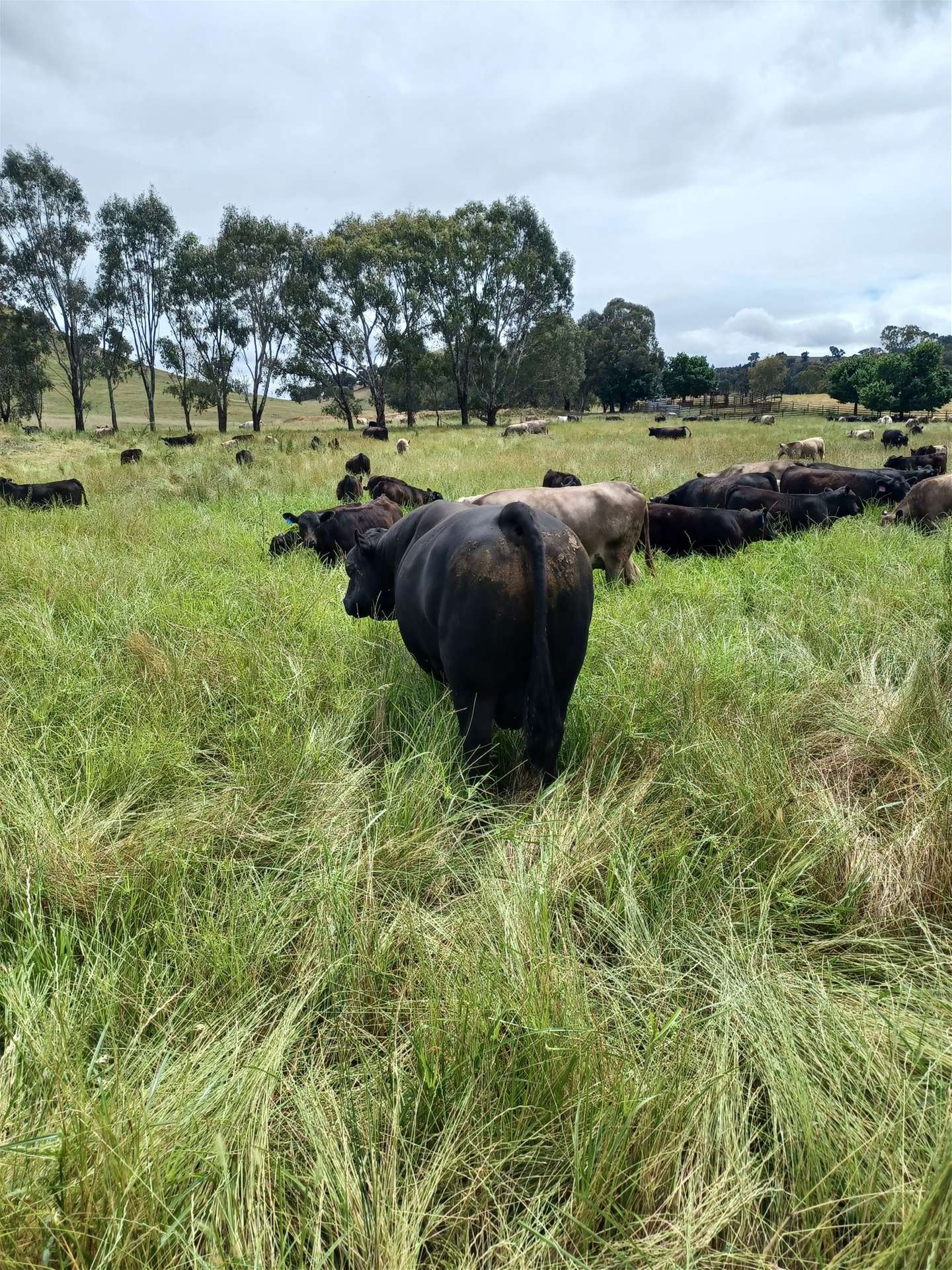 3924 Hume Highway, Tarcutta For Sale by Farmbuy.com - image 26