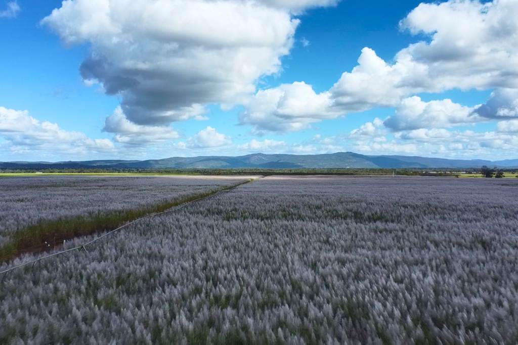 Mareeba QLD 4880