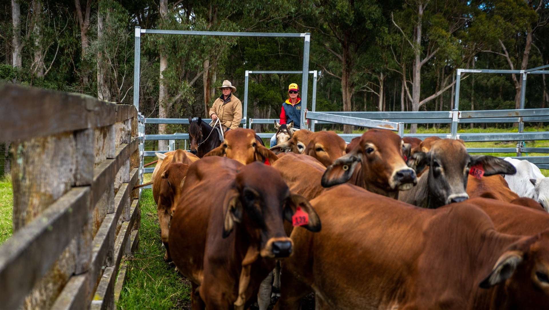 224 Wallaroo Range Road, Willsons Downfall For Sale by Farmbuy.com - image 25