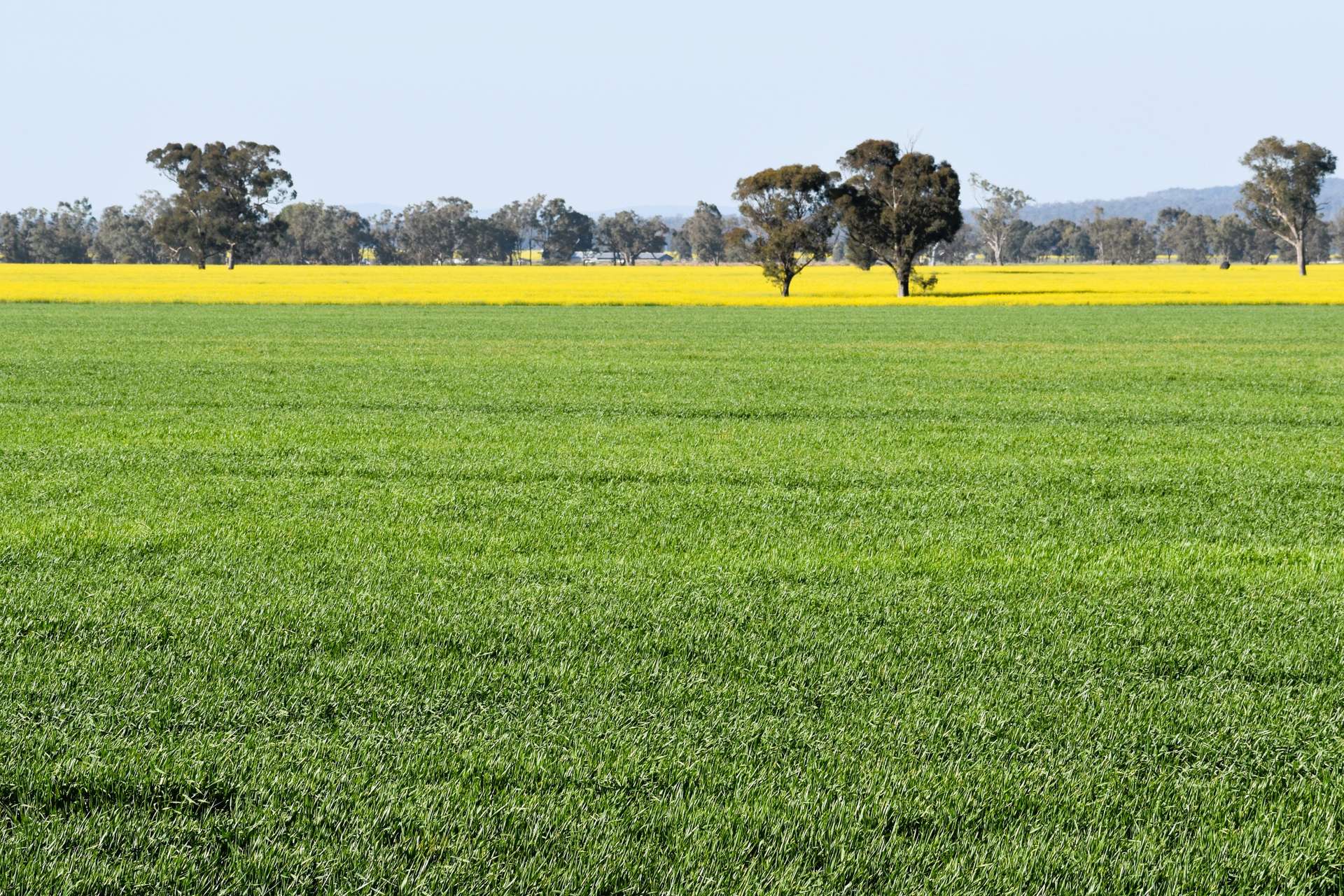 3497 Henry Lawson Way, Forbes For Sale by Farmbuy.com - image 16