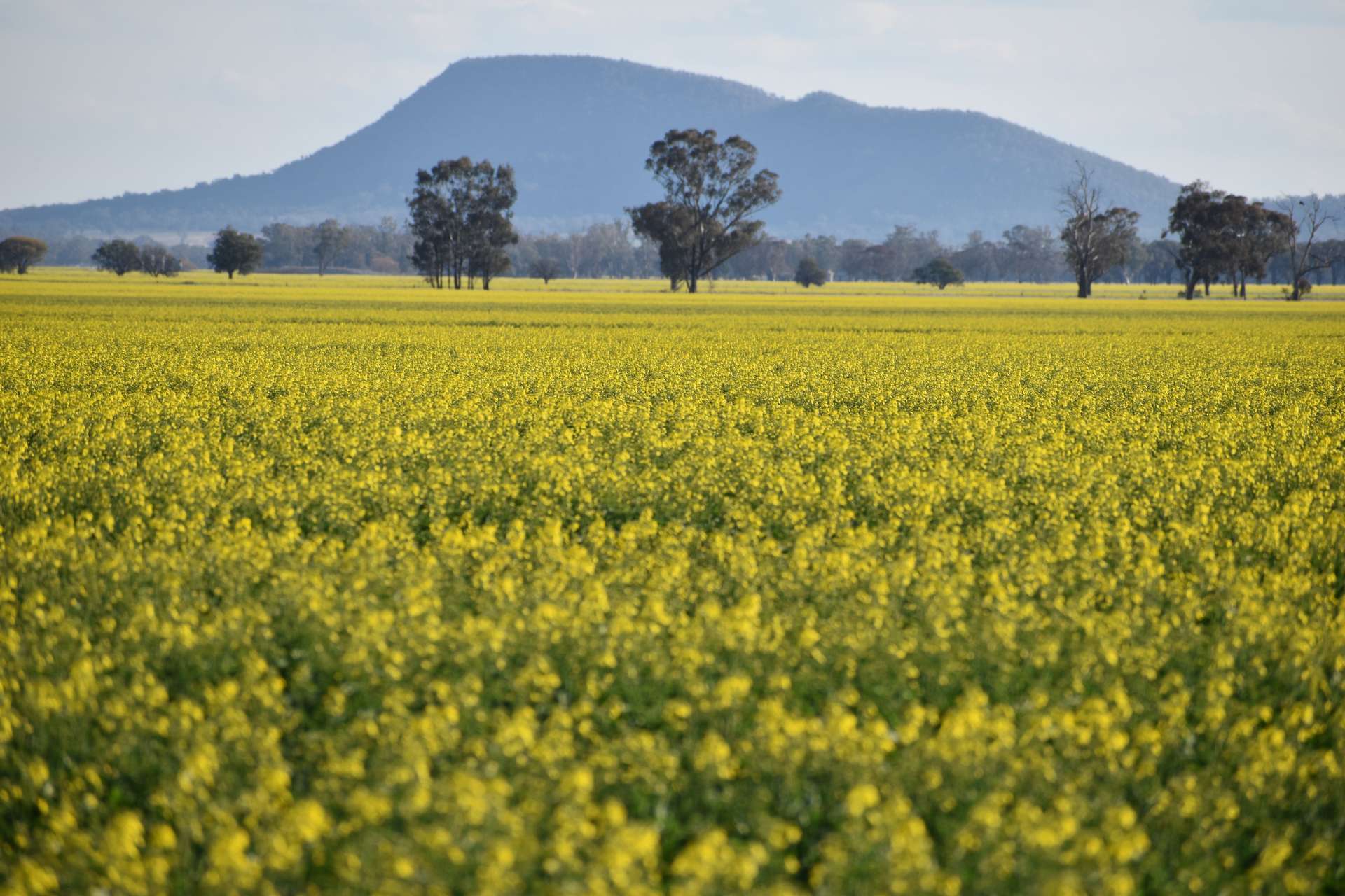 3497 Henry Lawson Way, Forbes For Sale by Farmbuy.com - image 3