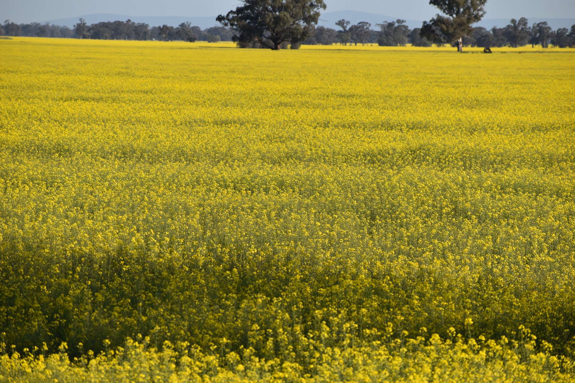 3497 Henry Lawson Way, Forbes For Sale by Farmbuy.com - image 2
