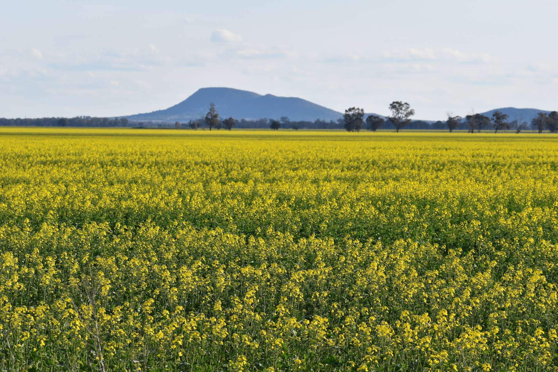 3497 Henry Lawson Way, Forbes For Sale by Farmbuy.com - image 4