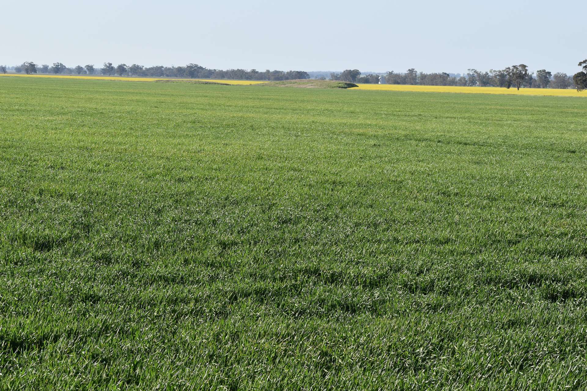 3497 Henry Lawson Way, Forbes For Sale by Farmbuy.com - image 8