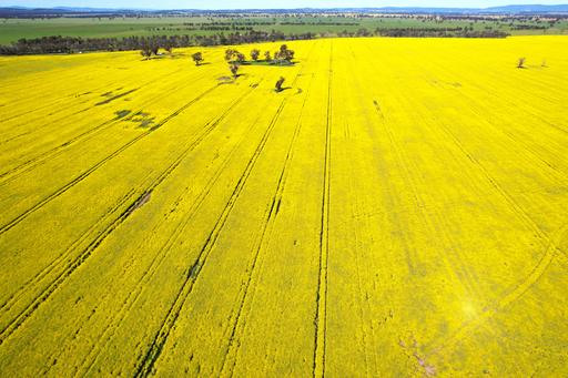 Farm For Sale - NSW - Forbes - 2871 - "Oomaville" (274.4Ha) 678 ac, 
3497 Henry Lawson Way, Forbes 