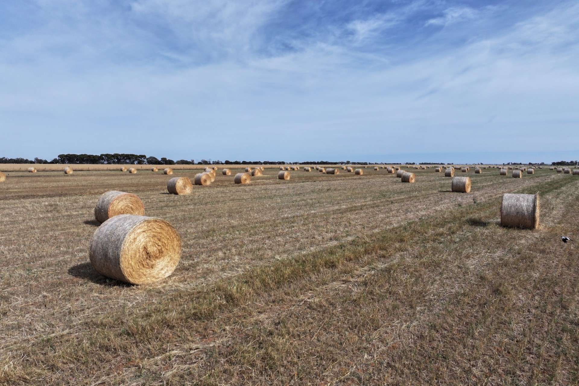 1800 Mt Terrick Road, Roslynmead For Sale by Farmbuy.com - image 3