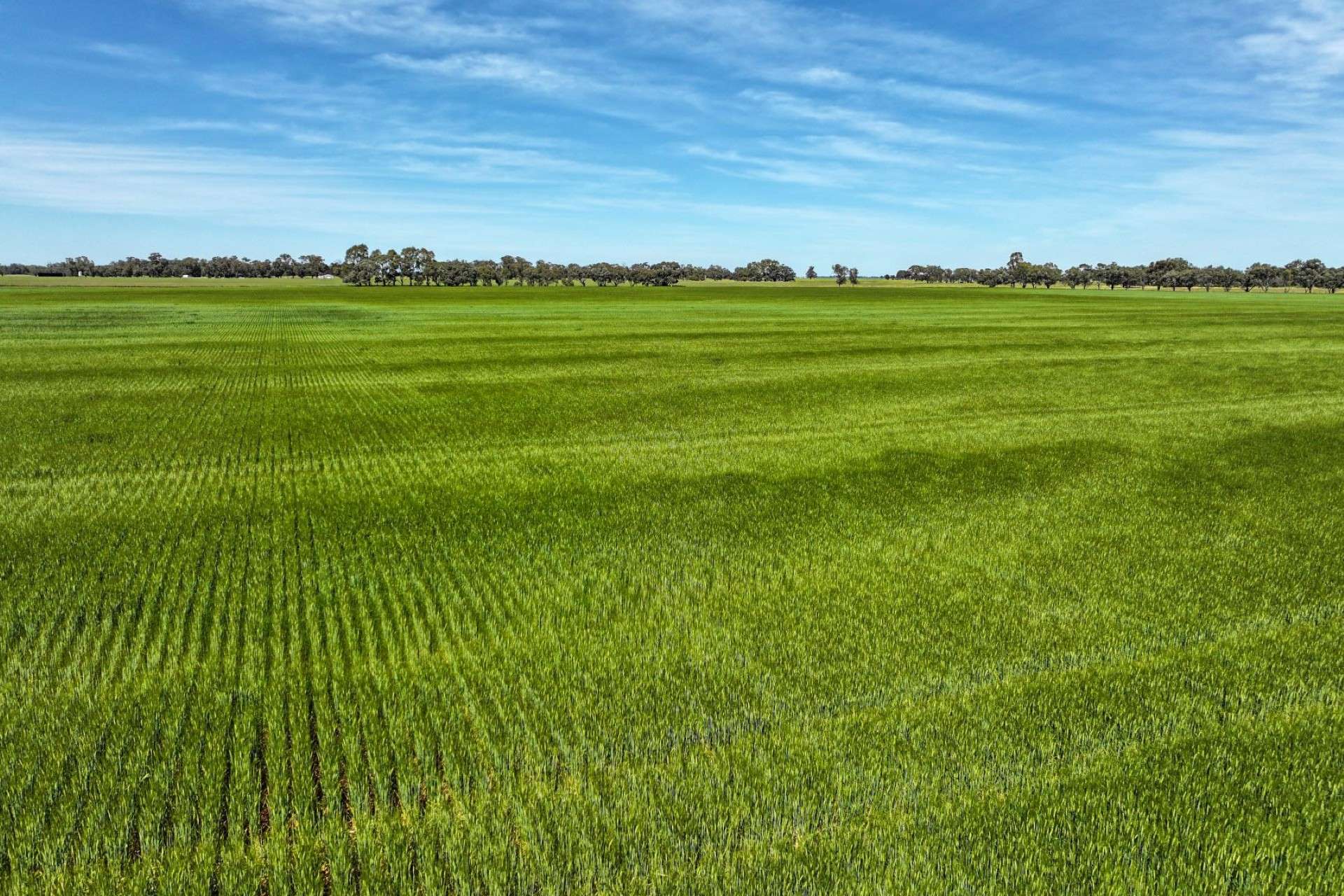 1800 Mt Terrick Road, Roslynmead For Sale by Farmbuy.com - image 5
