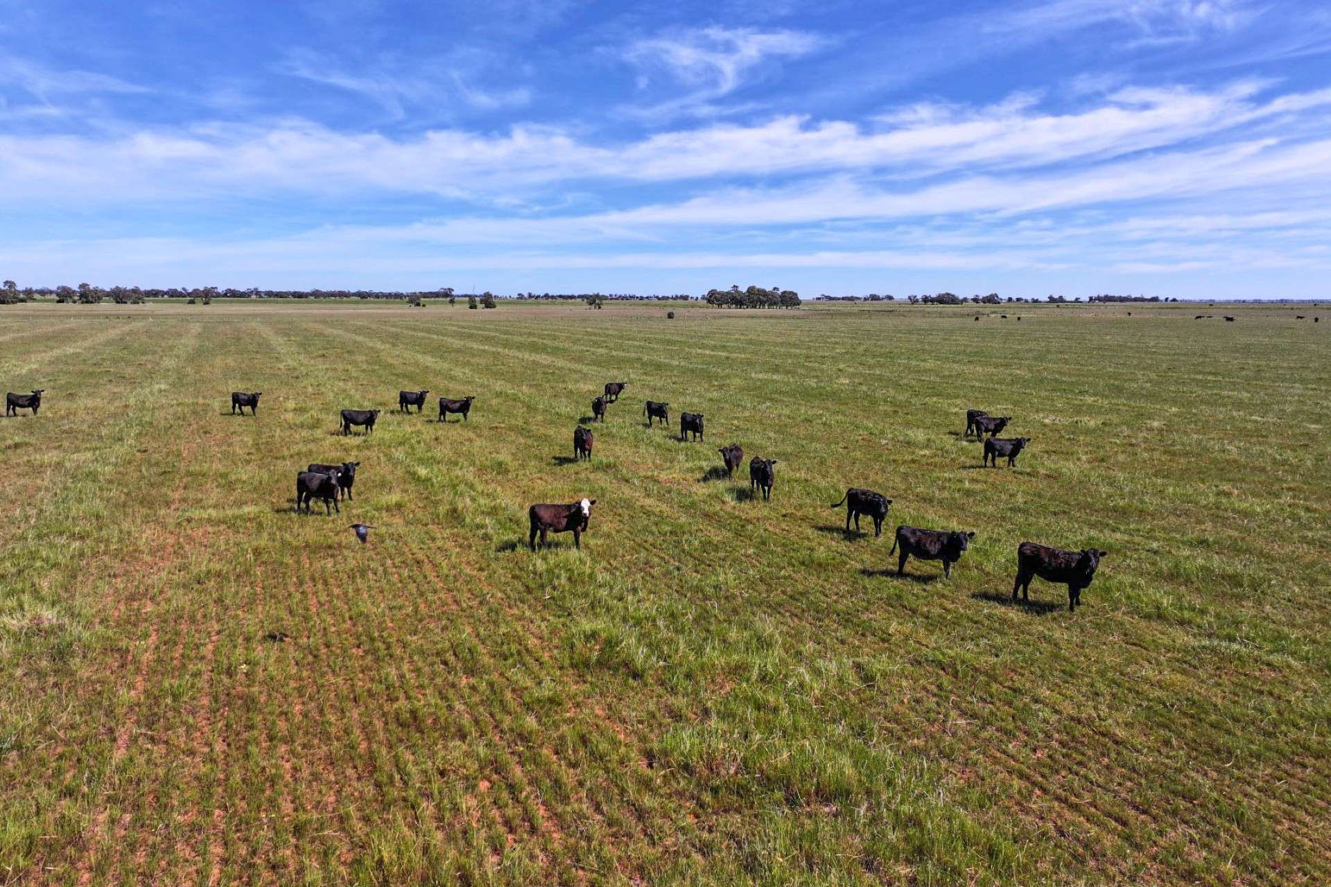1800 Mt Terrick Road, Roslynmead For Sale by Farmbuy.com - image 7