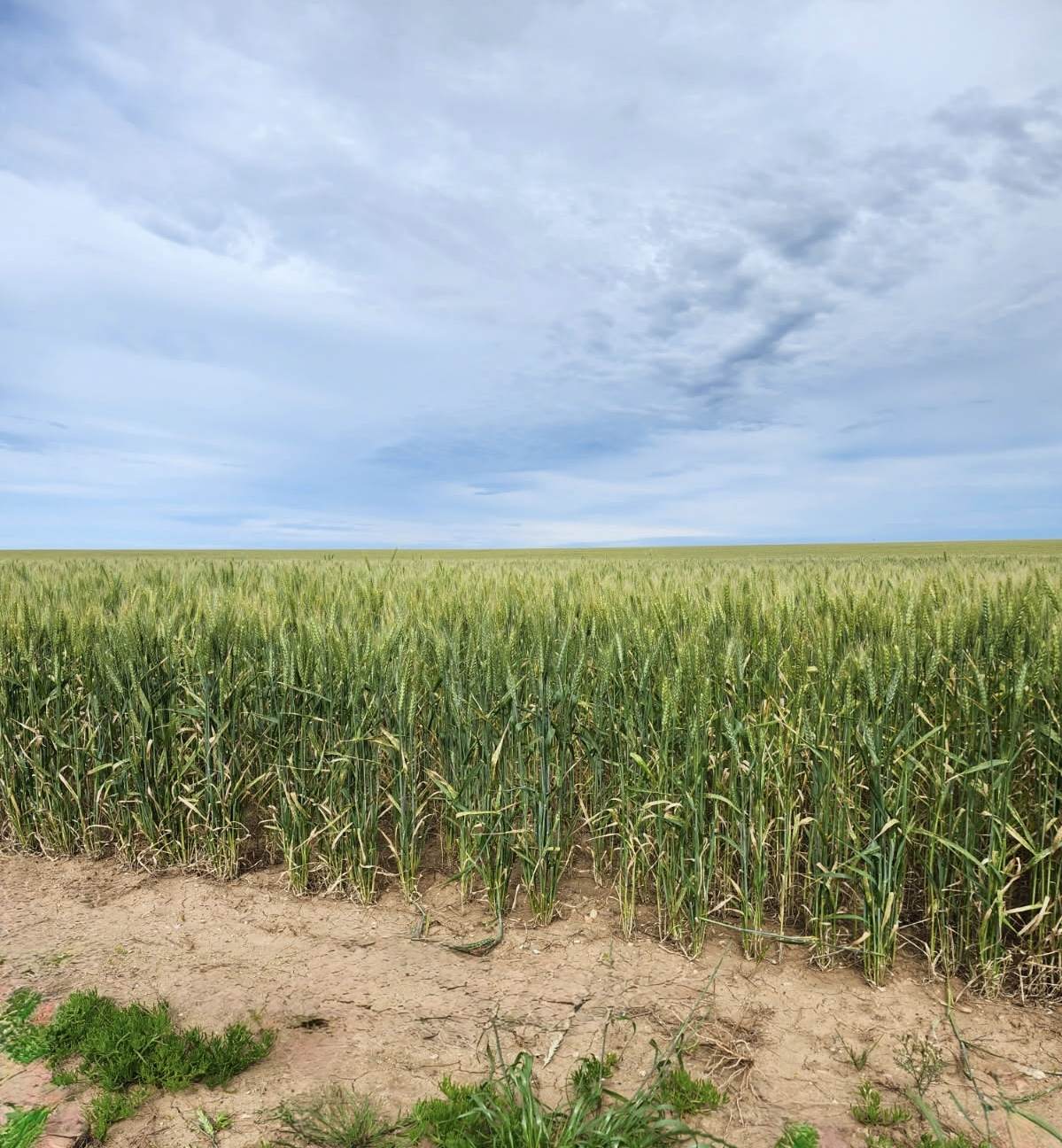 606 Wire Gate Tank Road, Ceduna For Sale by Farmbuy.com - image 29