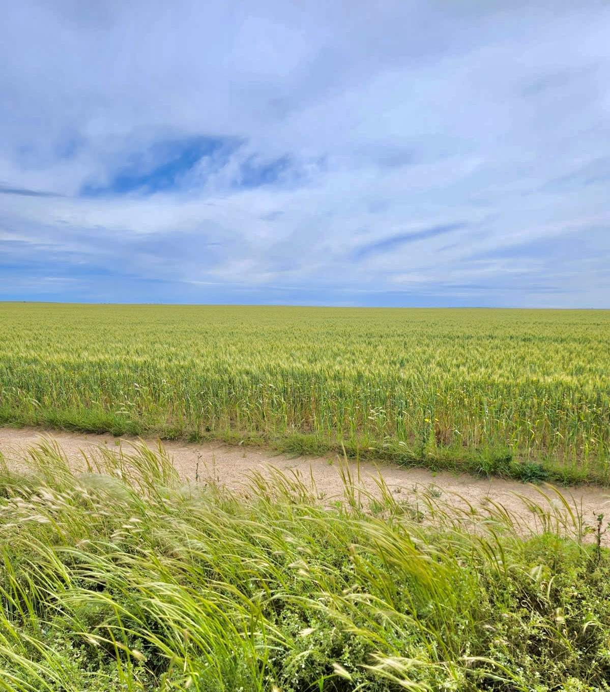 606 Wire Gate Tank Road, Ceduna For Sale by Farmbuy.com - image 30