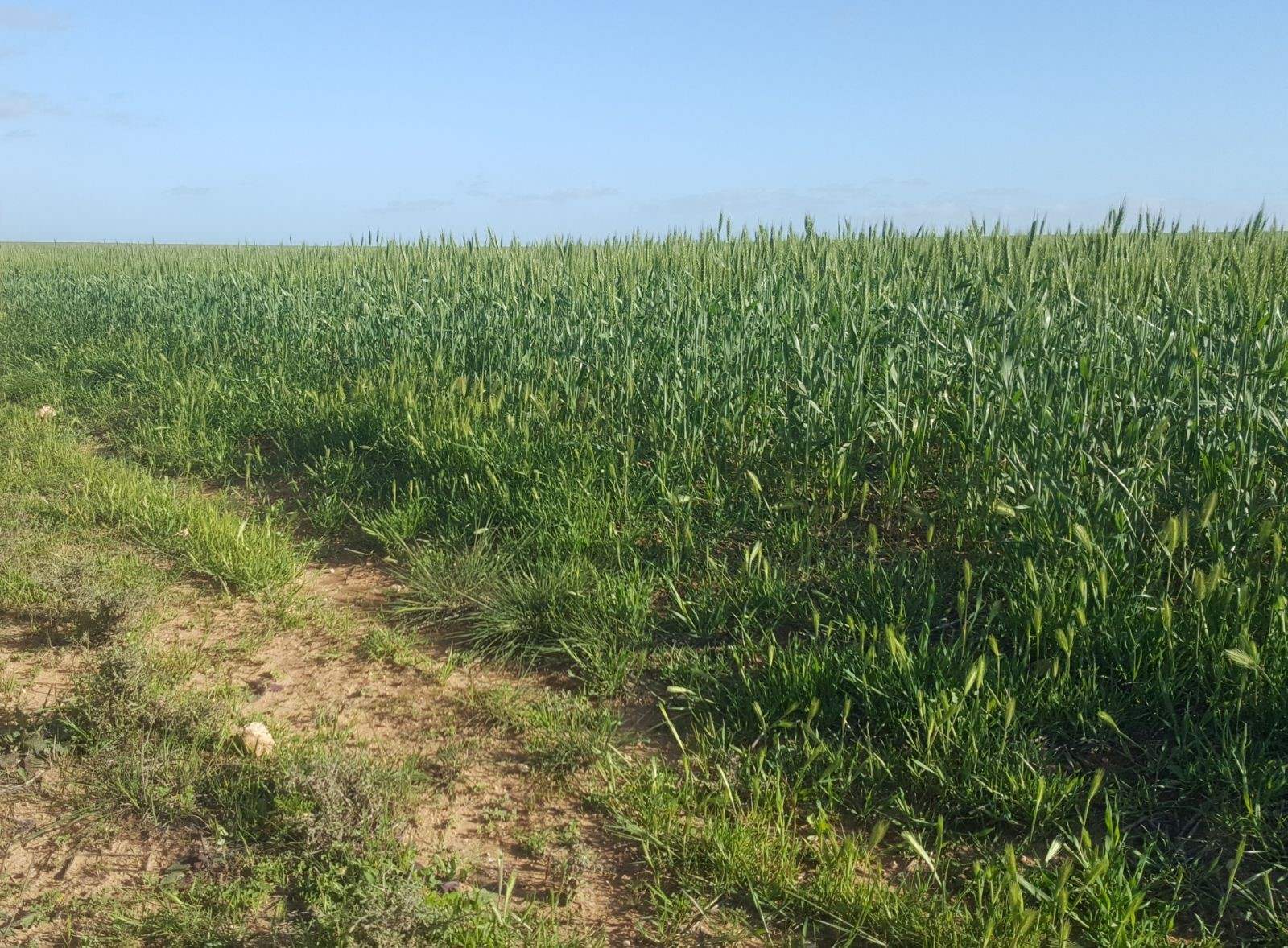 606 Wire Gate Tank Road, Ceduna For Sale by Farmbuy.com - image 6