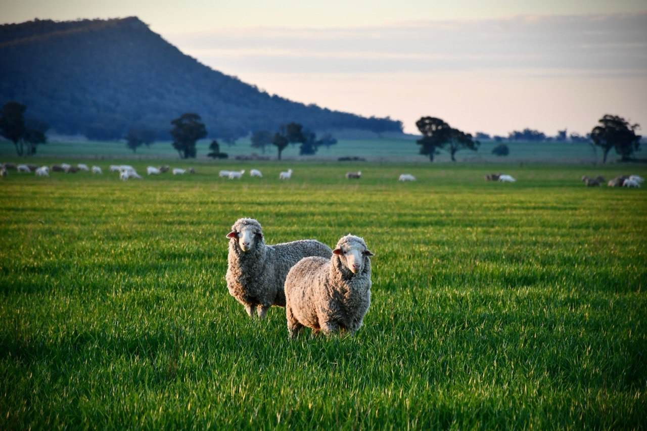 179 Mittons Lane 'Lorna Doone', Pinnacle For Sale by Farmbuy.com - image 14
