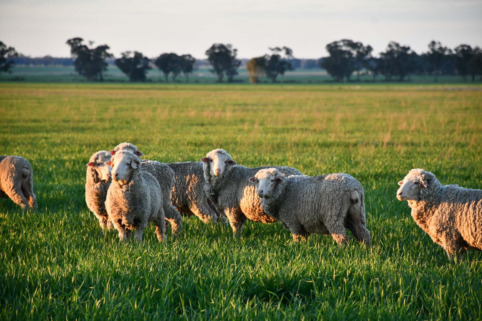 179 Mittons Lane 'Lorna Doone', Pinnacle For Sale by Farmbuy.com - image 11