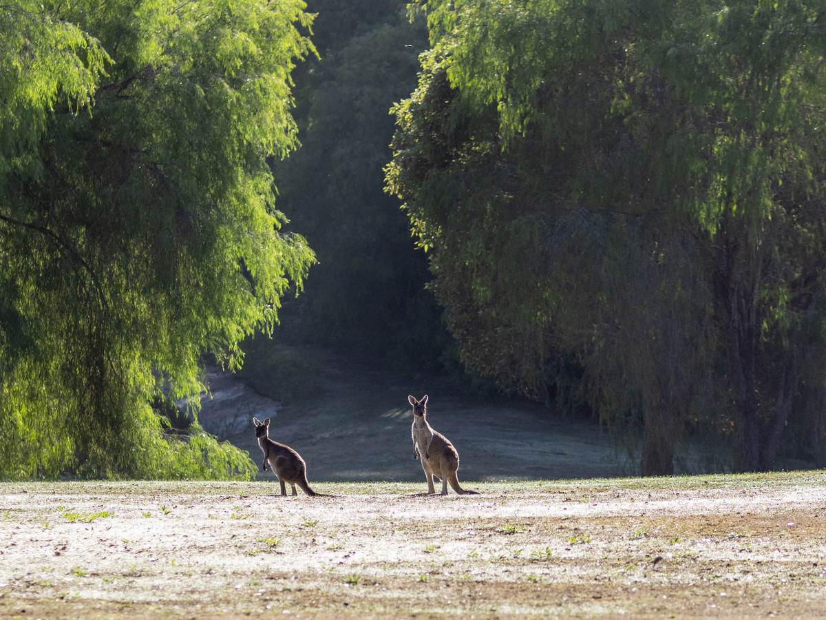 Lot 1396 Cresswell Road, Deepdene For Sale by Farmbuy.com - image 20
