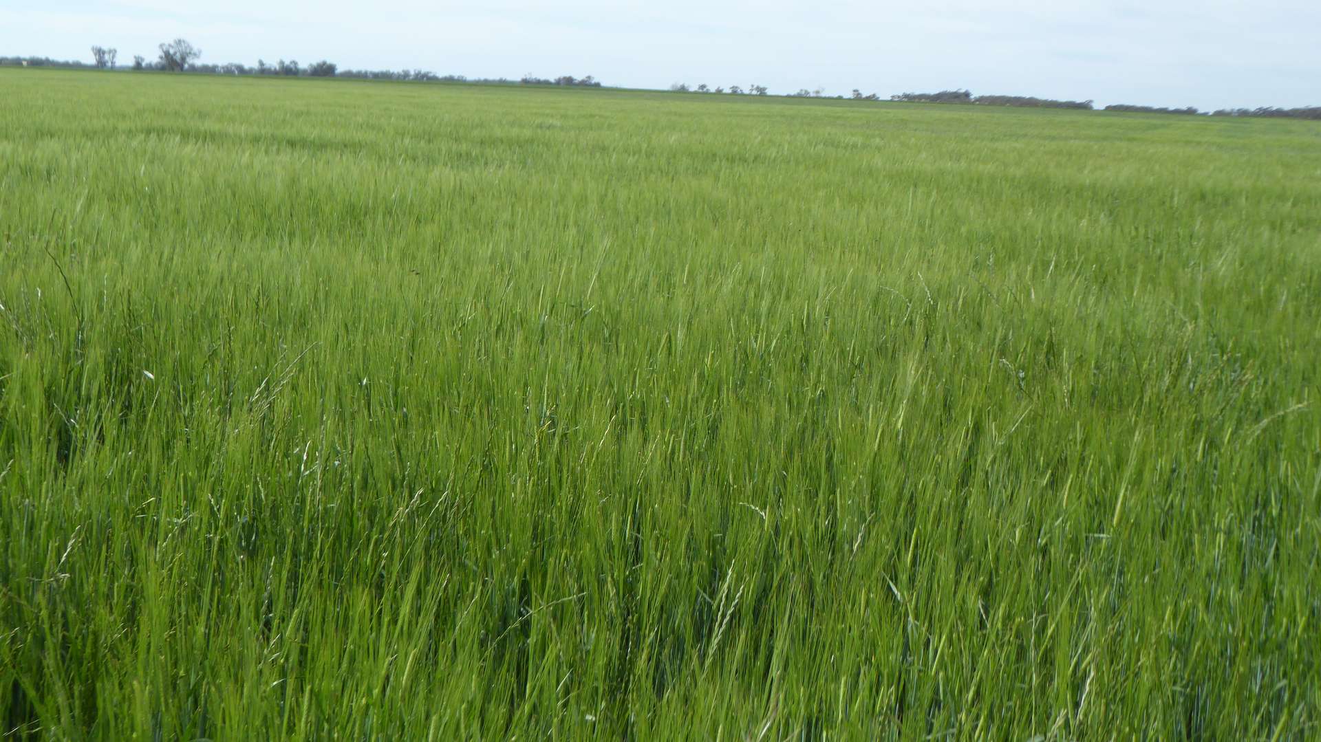 S606 Swedes Flat Road, Mundulla West For Sale by Farmbuy.com - image 6