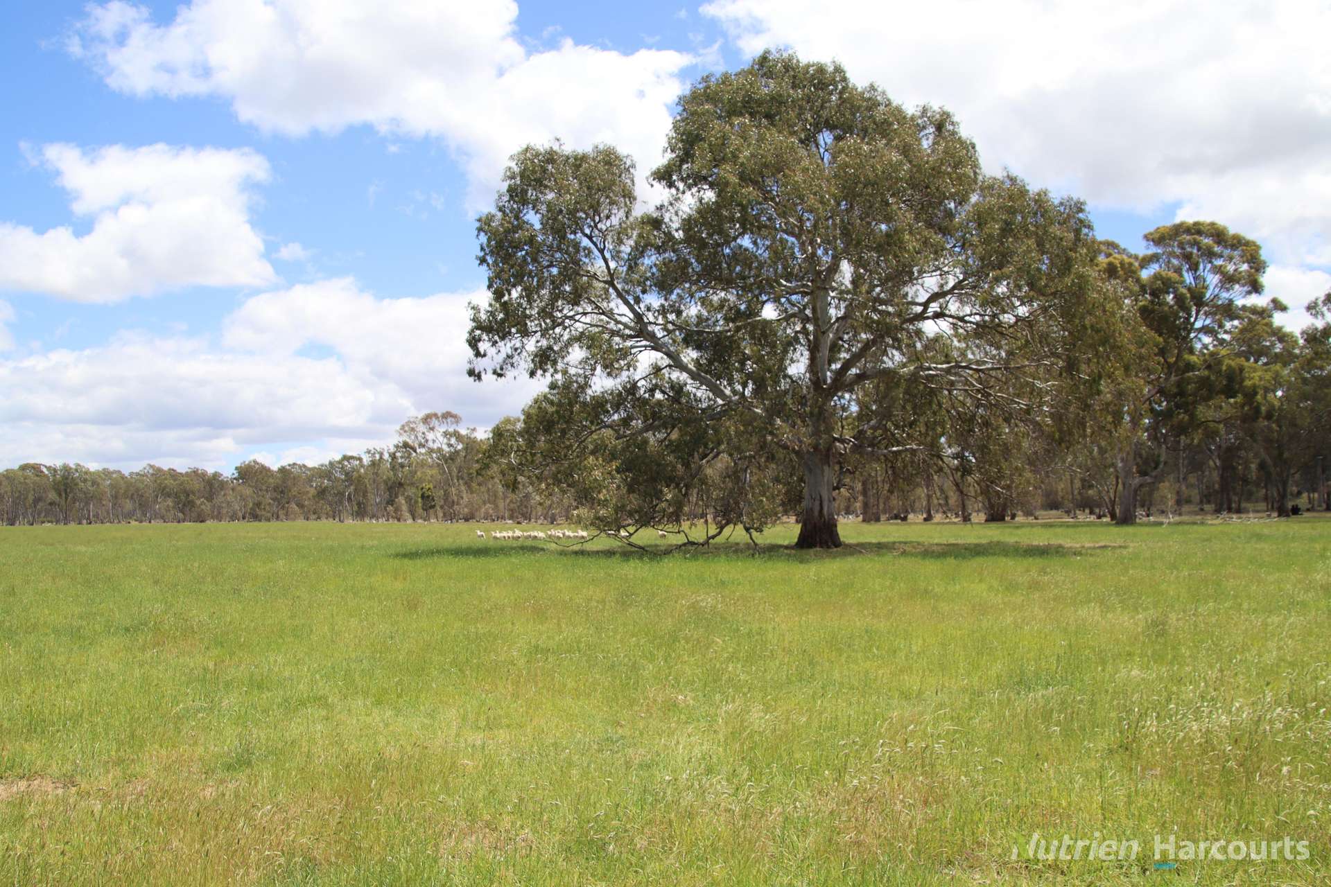 345 McDonalds Road, Clunes Sold by Farmbuy.com - image 3