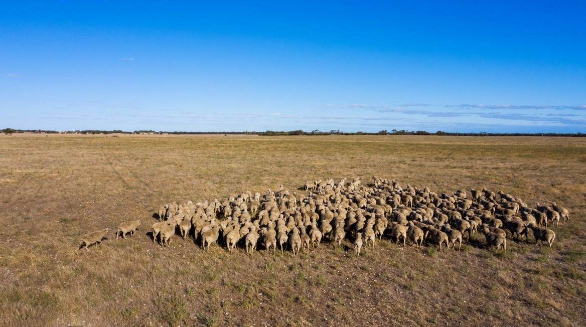 2293 Mallee Highway, Sherlock For Sale by Farmbuy.com - image 11