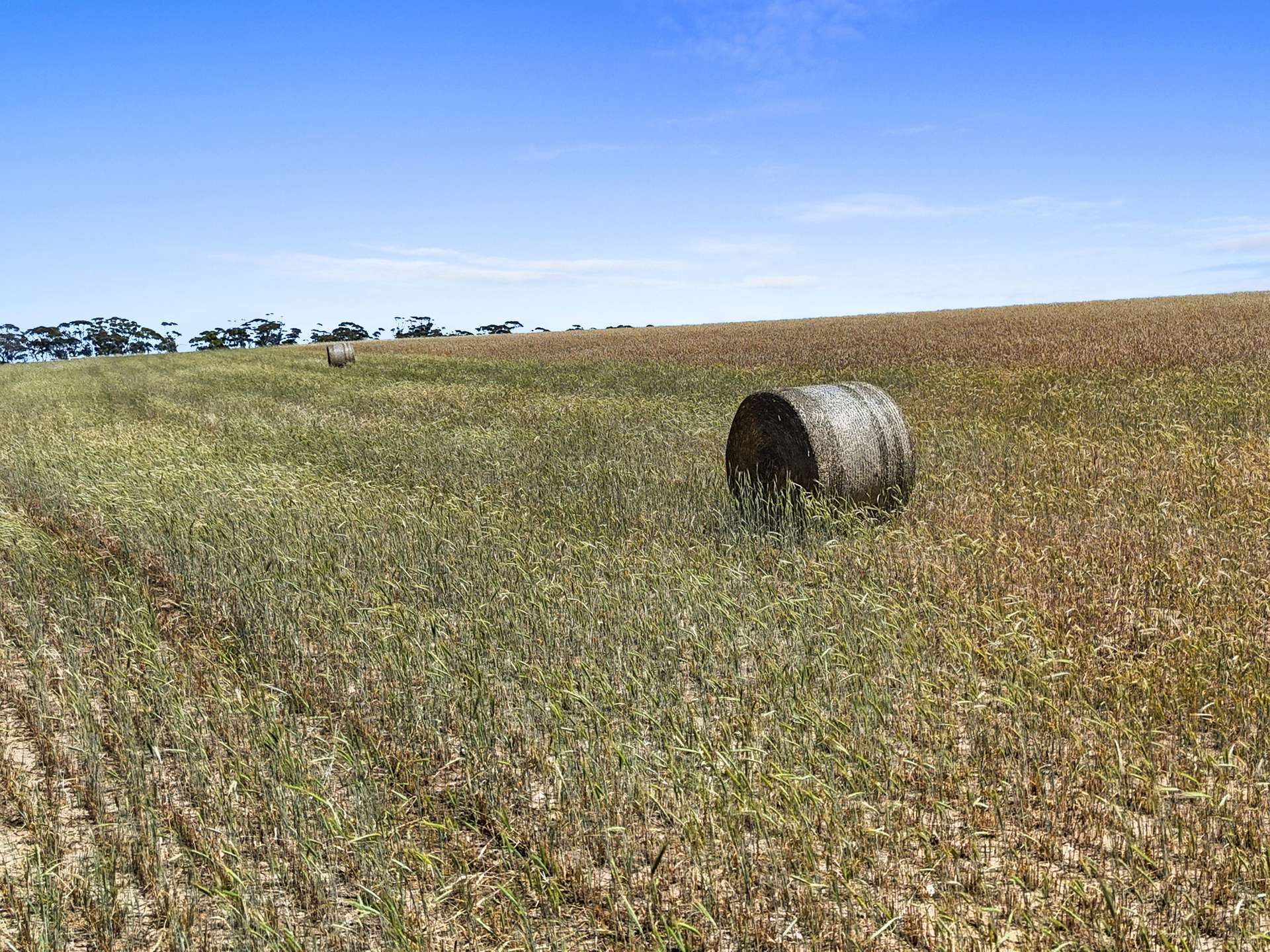 2293 Mallee Highway, Sherlock For Sale by Farmbuy.com - image 10