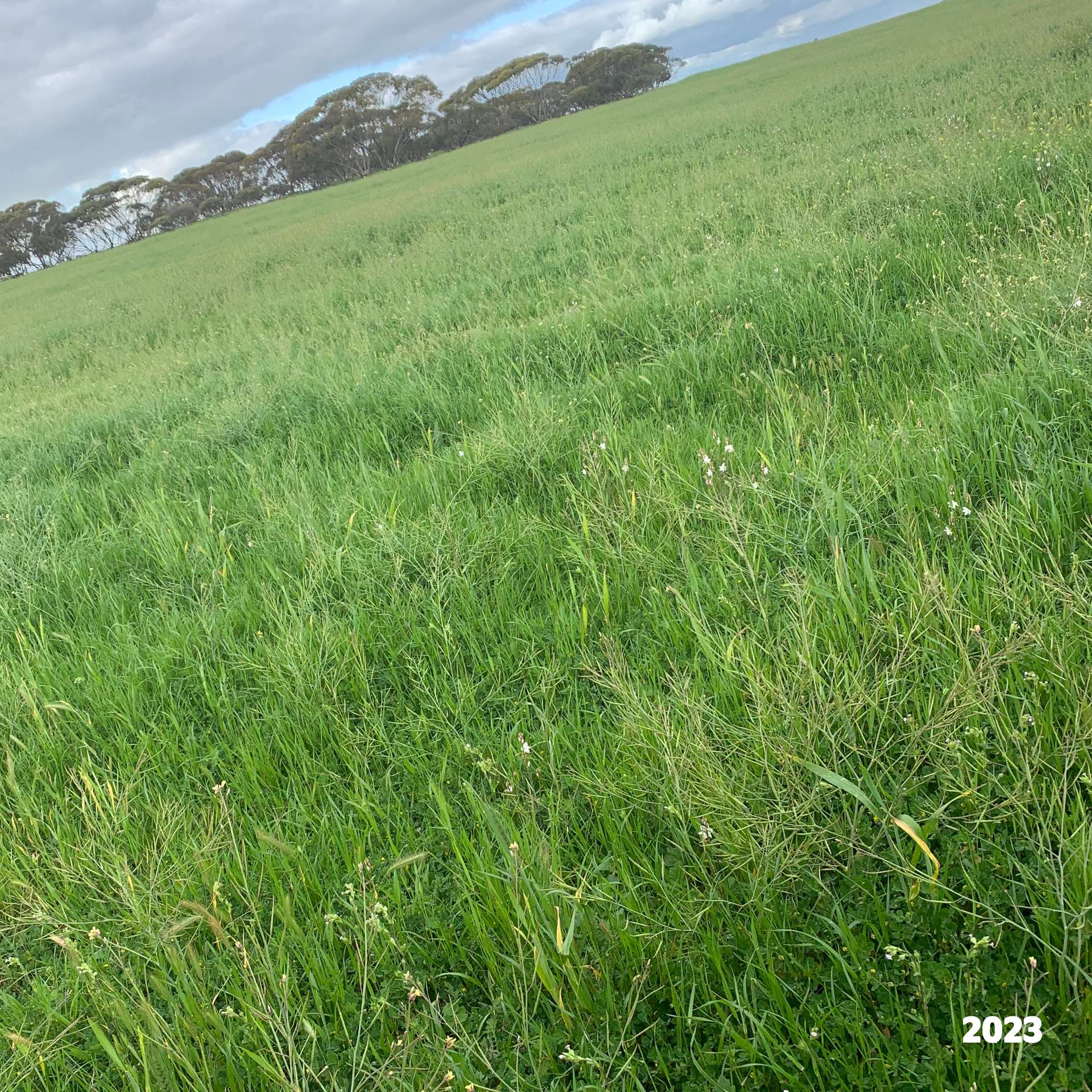 2293 Mallee Highway, Sherlock For Sale by Farmbuy.com - image 29