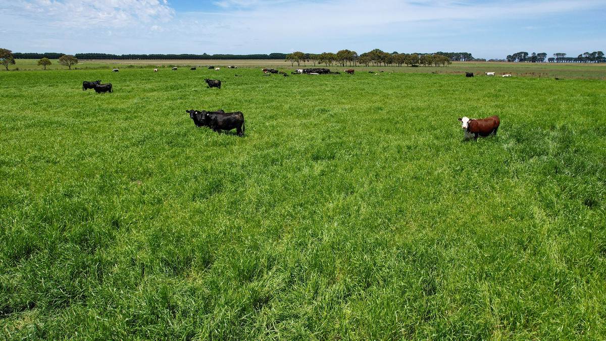 'Mount View' Occupation Lane, Garvoc For Sale by Farmbuy.com - image 6