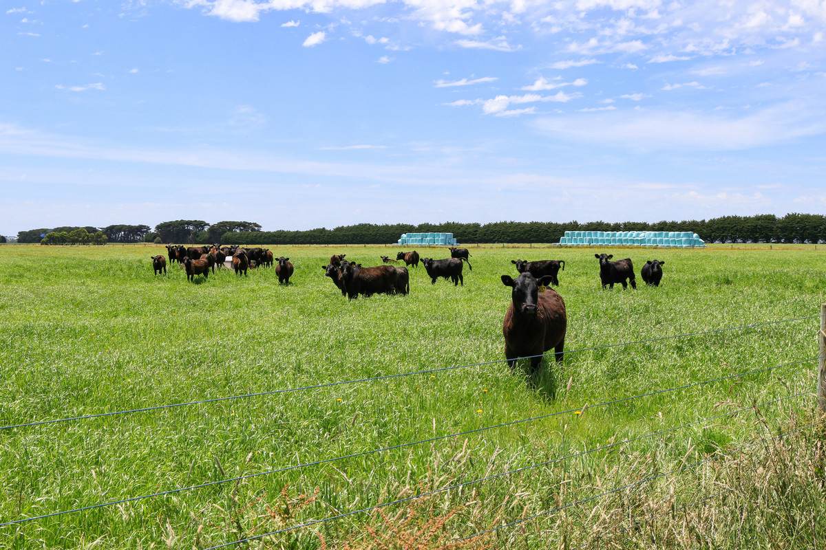 'Mount View' Occupation Lane, Garvoc For Sale by Farmbuy.com - image 21