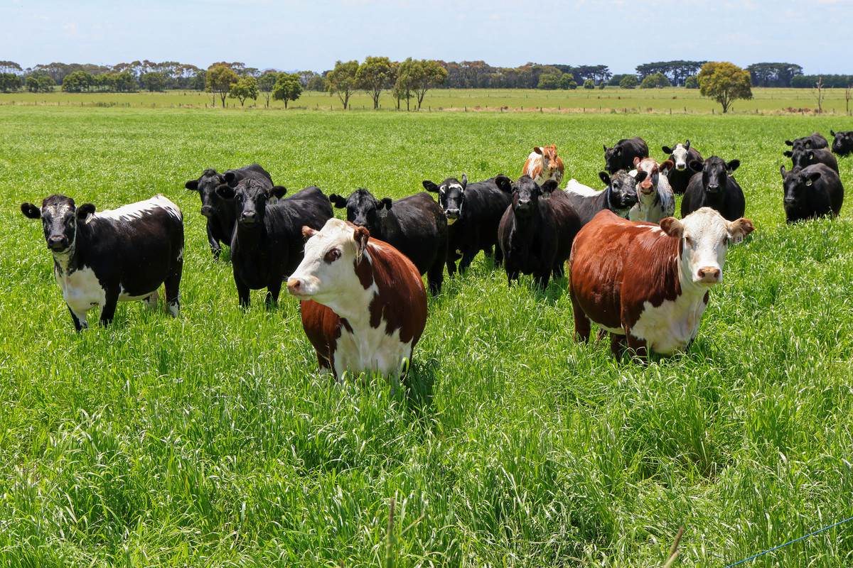 Lot 266 (part), 'Mount View' Occupation Lane, Panmure For Sale by Farmbuy.com - image 8