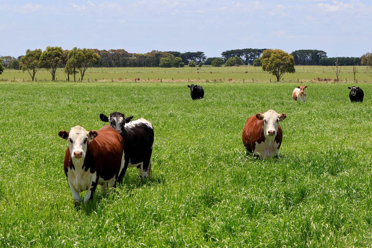 'Mount View' Occupation Lane, Garvoc For Sale by Farmbuy.com - image 5