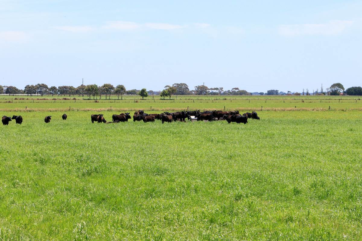 'Mount View' Occupation Lane, Garvoc For Sale by Farmbuy.com - image 22