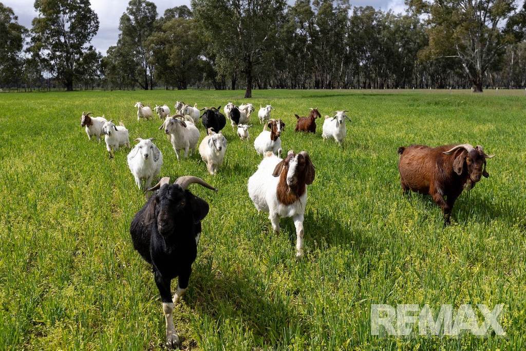 192 Roach Road, Moorong NSW 2650