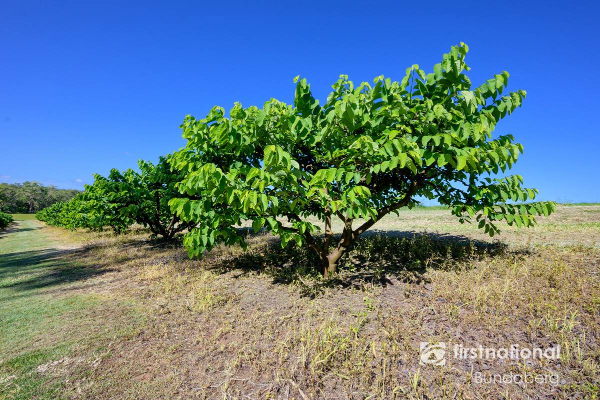 882 Ten Mile Road, South Kolan For Sale by Farmbuy.com - image 14