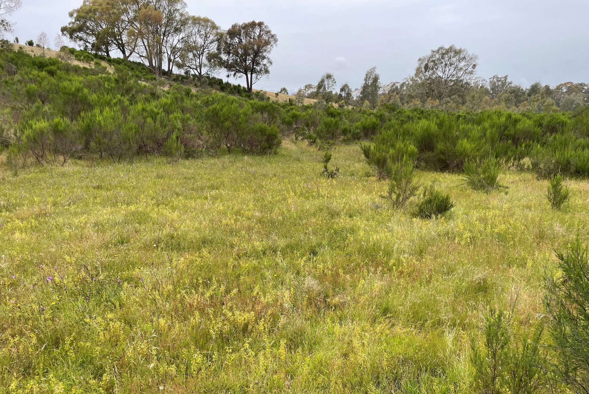 Lot 12 Heathcote-Nagambie Road, Moormbool West For Sale by Farmbuy.com - image 7